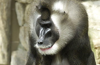 Ein Affe konzentriert sich