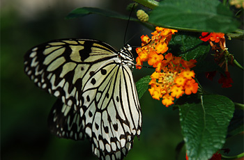 Schmetterling an einer Blume