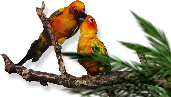 Ein verliebtes Vogelpaar am Seitenende