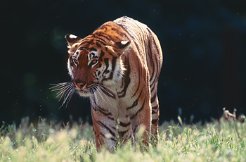 Tiger streift durch Wildnis